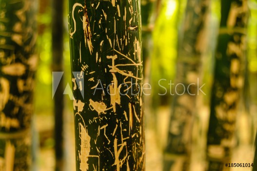 Bild på Grafitti cut into the stems of giant bamboo at the Jardin Majorelle Marrakech Morocco
